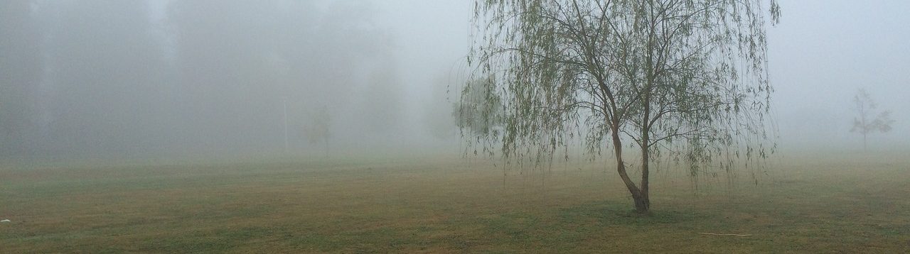 Foggy field with single tree in foreground